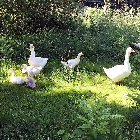 Fachwerkhaus 4 Birken Ferienhaus Rumpshagen