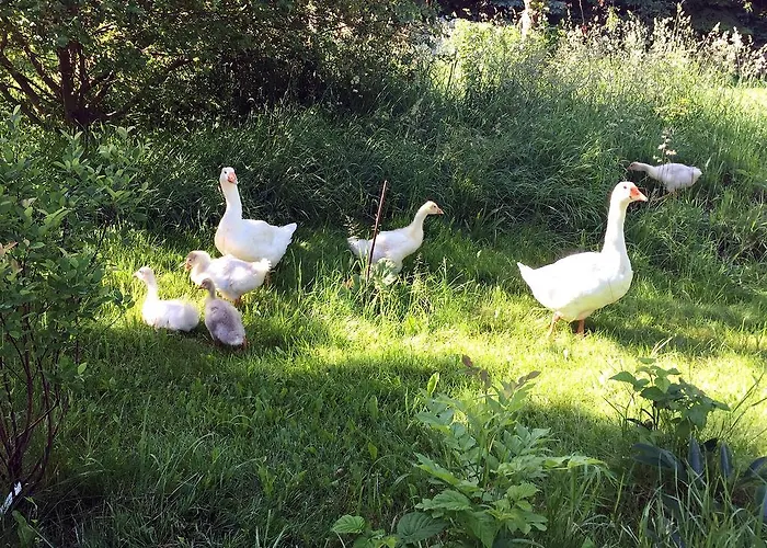 Fachwerkhaus 4 Birken Vakantiehuis Rumpshagen